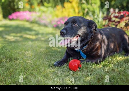 Schwarzer Hund, der aufschaut. Verschwommener Garten im Hintergrund Stockfoto