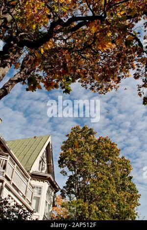 Herbst im Park. Ahorn Bäume ihre Blätter fallen lassen. Einige von ihnen fliegen in der Luft Stockfoto