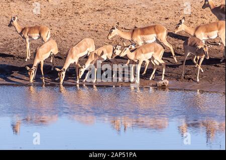 Eine Gruppe von Impalas - Aepyceros melampus - trinken aus einem Wasserloch im Etosha National Park, Namibia. Stockfoto