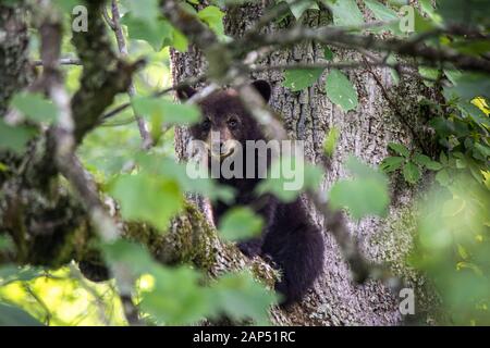 Amerikanische schwarze Bärenkuppe, die in einem Baum in Cades Cove im Smokey Mountain National Park, Tennessee, sitzt Stockfoto