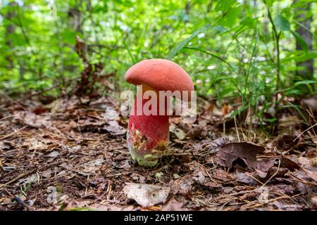 Roter Pilz im Wald bei Steching Fork Falls, Tennessee Stockfoto