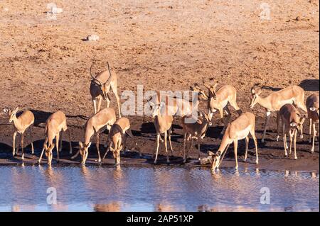 Eine Gruppe von Impalas - Aepyceros melampus - trinken aus einem Wasserloch im Etosha National Park, Namibia. Stockfoto