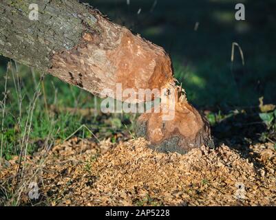 16. Januar 2020, Brandenburg, Groß Neuendorf: Ein apple tree von einem Biber gefällten liegt auf einer Wiese im Oderbruch. Die Landwirte sind sauer, Wasser und Boden Verbänden ein hohes Maß an Schäden, die durch die Biber verursacht registrieren. Doch der Nager ist eine geschützte Arten und korrekt wiedergegeben. Foto: Patrick Pleul/dpa-Zentralbild/ZB Stockfoto