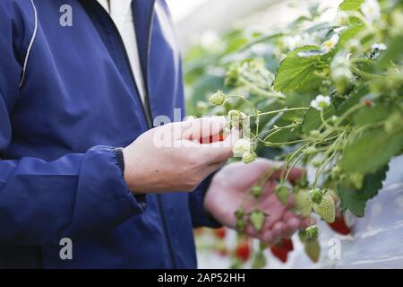 Januar 21, 2020, Iwaki, Japan: Koichi Aoki Geschäftsführer der Ono Hydroponic Producers Association inspiziert die Erdbeeren wachsen Strawberry Farm in der Präfektur Fukushima. Die Tour wird von der Foreign Press Center Japan in Zusammenarbeit mit den Behörden der Präfektur Fukushima Wiederherstellungsmaßnahmen Showcase von der nuklearen Unfall durch die 2011 grossen Osten Japan Erdbeben und Tsunami veranlasst, vor Tokio 2020 die Olympischen und Paralympischen Spiele. (Bild: © Rodrigo Reyes Marin/ZUMA Draht) Stockfoto