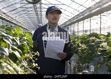 Januar 21, 2020, Iwaki, Japan: Koichi Aoki Geschäftsführer der Ono Hydroponic Producers Association beantwortet Fragen von Journalisten während einer Tour zu einem Strawberry Farm in der Präfektur Fukushima. Die Tour wird von der Foreign Press Center Japan in Zusammenarbeit mit den Behörden der Präfektur Fukushima Wiederherstellungsmaßnahmen Showcase von der nuklearen Unfall durch die 2011 grossen Osten Japan Erdbeben und Tsunami veranlasst, vor Tokio 2020 die Olympischen und Paralympischen Spiele. (Bild: © Rodrigo Reyes Marin/ZUMA Draht) Stockfoto