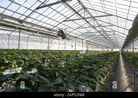 Iwaki, Japan. 21 Jan, 2020. Erdbeeren wachsen an einem Strawberry Farm in der Präfektur Fukushima. Die Tour wird von der Foreign Press Center Japan in Zusammenarbeit mit den Behörden der Präfektur Fukushima Wiederherstellungsmaßnahmen Showcase von der nuklearen Unfall durch die 2011 grossen Osten Japan Erdbeben und Tsunami veranlasst, vor Tokio 2020 die Olympischen und Paralympischen Spiele. Credit: Rodrigo Reyes Marin/ZUMA Draht/Alamy leben Nachrichten Stockfoto