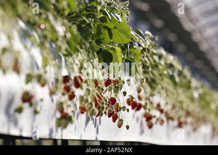 Iwaki, Japan. 21 Jan, 2020. Erdbeeren wachsen an einem Strawberry Farm in der Präfektur Fukushima. Die Tour wird von der Foreign Press Center Japan in Zusammenarbeit mit den Behörden der Präfektur Fukushima Wiederherstellungsmaßnahmen Showcase von der nuklearen Unfall durch die 2011 grossen Osten Japan Erdbeben und Tsunami veranlasst, vor Tokio 2020 die Olympischen und Paralympischen Spiele. Credit: Rodrigo Reyes Marin/ZUMA Draht/Alamy leben Nachrichten Stockfoto