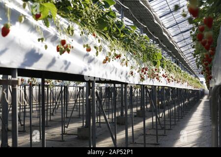 Iwaki, Japan. 21 Jan, 2020. Erdbeeren wachsen an einem Strawberry Farm in der Präfektur Fukushima. Die Tour wird von der Foreign Press Center Japan in Zusammenarbeit mit den Behörden der Präfektur Fukushima Wiederherstellungsmaßnahmen Showcase von der nuklearen Unfall durch die 2011 grossen Osten Japan Erdbeben und Tsunami veranlasst, vor Tokio 2020 die Olympischen und Paralympischen Spiele. Credit: Rodrigo Reyes Marin/ZUMA Draht/Alamy leben Nachrichten Stockfoto