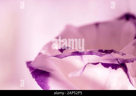 Makroaufnahme der schönen Violett Pink Rose Blume Stockfoto