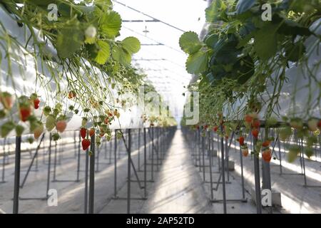 Januar 21, 2020, Iwaki, Japan: Erdbeeren wachsen an einem Strawberry Farm in der Präfektur Fukushima. Die Tour wird von der Foreign Press Center Japan in Zusammenarbeit mit den Behörden der Präfektur Fukushima Wiederherstellungsmaßnahmen Showcase von der nuklearen Unfall durch die 2011 grossen Osten Japan Erdbeben und Tsunami veranlasst, vor Tokio 2020 die Olympischen und Paralympischen Spiele. (Bild: © Rodrigo Reyes Marin/ZUMA Draht) Stockfoto