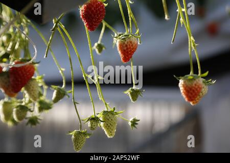 Januar 21, 2020, Iwaki, Japan: Erdbeeren wachsen an einem Strawberry Farm in der Präfektur Fukushima. Die Tour wird von der Foreign Press Center Japan in Zusammenarbeit mit den Behörden der Präfektur Fukushima Wiederherstellungsmaßnahmen Showcase von der nuklearen Unfall durch die 2011 grossen Osten Japan Erdbeben und Tsunami veranlasst, vor Tokio 2020 die Olympischen und Paralympischen Spiele. (Bild: © Rodrigo Reyes Marin/ZUMA Draht) Stockfoto