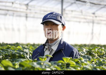 Januar 21, 2020, Iwaki, Japan: Koichi Aoki Geschäftsführer der Ono Hydroponic Producers Association beantwortet Fragen von Journalisten während einer Tour zu einem Strawberry Farm in der Präfektur Fukushima. Die Tour wird von der Foreign Press Center Japan in Zusammenarbeit mit den Behörden der Präfektur Fukushima Wiederherstellungsmaßnahmen Showcase von der nuklearen Unfall durch die 2011 grossen Osten Japan Erdbeben und Tsunami veranlasst, vor Tokio 2020 die Olympischen und Paralympischen Spiele. (Bild: © Rodrigo Reyes Marin/ZUMA Draht) Stockfoto