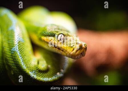 Eine Nahaufnahme eines grünen Baumpythons, der auf einen Baum rutschte Schlafaugen dof scharf fokussiert Raum für Text Makro Reptile Dschungel Aquarium Heim Haustier niedlich Stockfoto
