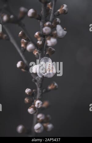 Blühender Zweig eines Pfirsichbaums. Der Hintergrund wird entschärft. Federbanner Stockfoto