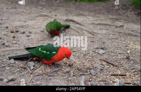 Australische Papageien entlang der Great Ocean Road - Kennet River, VIC, Australien Stockfoto