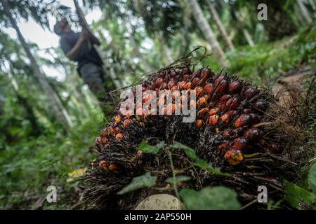 Palmöl Früchte nach der Ernte an einer Palmölplantage in Kuta Makmur,Aceh Regency. Nach zwei aufeinanderfolgenden Jahren der Not, Anfang 2020 der Preis für Rohes Palmöl oder CPO hat zugenommen. Der Preis des CPO Verträge auf dem malaysischen Exchange ist auf der Ebene der RM 2,943 oder 723 USD pro Tonne. Die Preiserhöhung wurde aufgrund der politischen Probleme zwischen Malaysia und Indien im Zusammenhang mit der Ausgabe von Kaschmir. Obwohl der Preis für Palmöl erhöht hat, Erträge aus einige Bauern in der Provinz Aceh haben Aufgrund der Zustand von Palmöl Frucht, die für die Ernte nicht zurückgegangen. Stockfoto