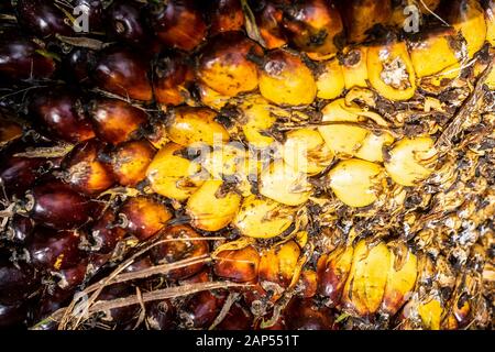 Palmöl Früchte nach der Ernte an einer Palmölplantage in Kuta Makmur,Aceh Regency. Nach zwei aufeinanderfolgenden Jahren der Not, Anfang 2020 der Preis für Rohes Palmöl oder CPO hat zugenommen. Der Preis des CPO Verträge auf dem malaysischen Exchange ist auf der Ebene der RM 2,943 oder 723 USD pro Tonne. Die Preiserhöhung wurde aufgrund der politischen Probleme zwischen Malaysia und Indien im Zusammenhang mit der Ausgabe von Kaschmir. Obwohl der Preis für Palmöl erhöht hat, Erträge aus einige Bauern in der Provinz Aceh haben Aufgrund der Zustand von Palmöl Frucht, die für die Ernte nicht zurückgegangen. Stockfoto