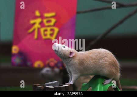 Singapur. 21 Jan, 2020. Ein dumbo Ratte ist mit dem chinesischen Zeichen "Fu", was bedeutet Glück, während einer Veranstaltung zum Jahr der Ratte in Singapur Zoo der Wildreservate Singapur (WRS) Jan. 21, 2020 Willkommen gesehen. Credit: Dann Chih Wey/Xinhua/Alamy leben Nachrichten Stockfoto
