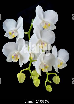 Die blühende Phalaenopsis Orchidee ist weiß mit dichten Blättern in einem Topf. Stockfoto