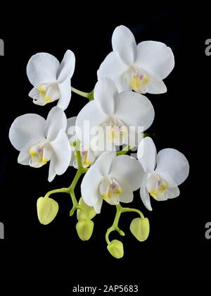 Die blühende Phalaenopsis Orchidee ist weiß mit dichten Blättern in einem Topf. Stockfoto