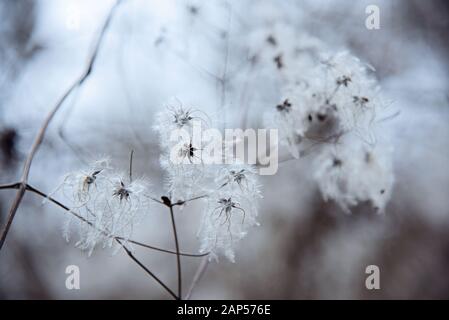 Schöne Samenköpfe mit seidigen Anhängsel der wilden Rosen oder Clematis vitalba. Stockfoto