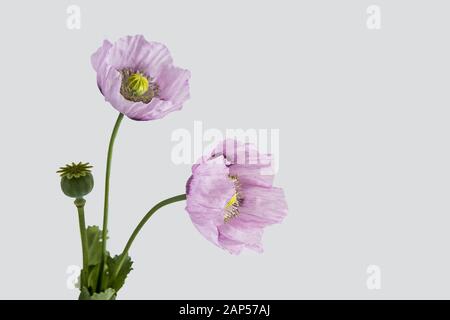 Rosafarbene Mohnblumen auf weißem Grund Stockfoto
