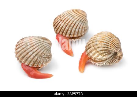 Frische Prickly-Schaben mit einem verlängerten, langen Fuß, isoliert auf weißem Hintergrund Stockfoto