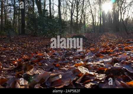 Nasse braune, gestürzte Blätter im Herbst im Park Stockfoto