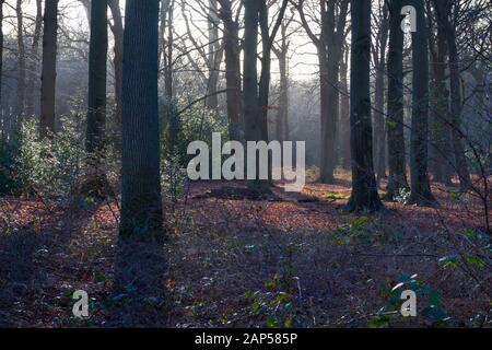 Nass braune, umgestürzte Blätter im Herbst unter den Bäumen im Park Stockfoto