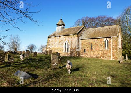 Alte englische Kirchen; St Peters Church, Lusby Lincoln, eine normannische Kirche aus dem 11. Jahrhundert mit Schafweiden im Kirchenhof, Lusby, Lincoln, UK Stockfoto