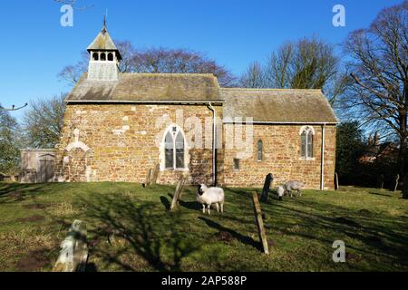 Alte englische Kirchen; St Peters Church, Lusby Lincoln, eine normannische Kirche aus dem 11. Jahrhundert mit Schafweiden im Kirchenhof, Lusby, Lincoln, UK Stockfoto