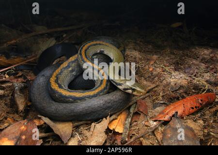 Malayan Racer, Coelognathus flavolineatus Stockfoto