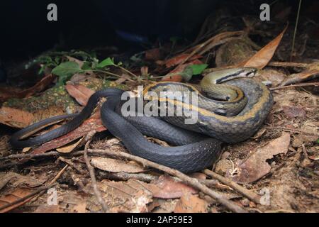 Malayan Racer, Coelognathus flavolineatus Stockfoto