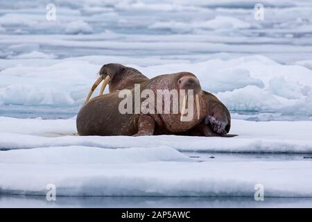 Zwei männliche Walrosse (Odobenus rosmarus) ruht auf Eisscholle im arktischen Meer, Svalbard/Spitzbergen, Norwegen Stockfoto