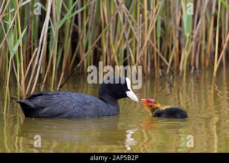 Eurasian coot/gemeinsame Blässhuhn (Fulica atra) Küken zu betteln, beim Schwimmen im Teich im Frühjahr Stockfoto