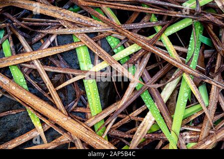 Blätter mit blauer Flaggeniris (Iris versicolor), die im Winter in Zentral-Virginia mit Regentropfen bedeckt sind Stockfoto