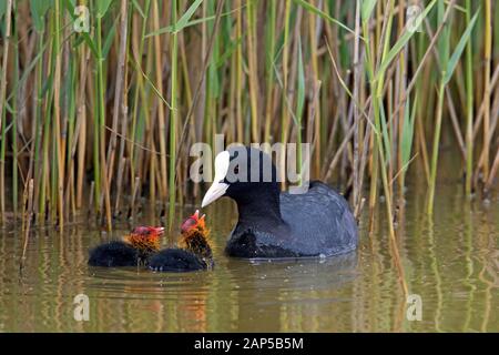 Eurasian coot/gemeinsame Blässhuhn (Fulica atra) zwei Küken zu betteln, beim Schwimmen im Teich im Frühjahr Stockfoto