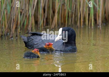 Eurasian coot/gemeinsame Blässhuhn (Fulica atra) Fütterung zwei Küken beim Schwimmen im Teich im Frühjahr Stockfoto