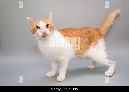 Lustige rote Katze auf grauem Hintergrund Stockfoto