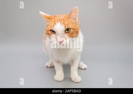 Lustige rote Katze auf grauem Hintergrund Stockfoto