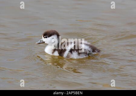 Brandente (Tadorna tadorna) Entlein/junge Schwimmen im See Stockfoto