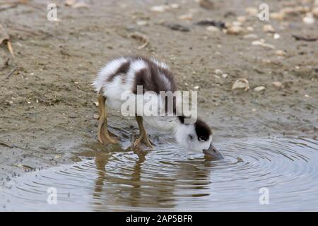 Brandente (Tadorna tadorna) Entlein/junge Trinkwasser entlang Ufer in saltmarsh/Salt Marsh Stockfoto