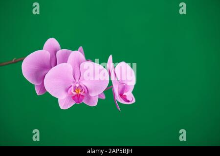 Violette Orchideen auf grünem Chroma-Schlüsselhintergrund. Nahaufnahme. Stockfoto