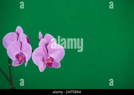 Violette Orchideen auf grünem Chroma-Schlüsselhintergrund. Nahaufnahme. Stockfoto