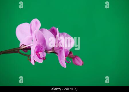 Violette Orchideen auf grünem Chroma-Schlüsselhintergrund. Nahaufnahme. Stockfoto