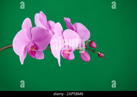 Violette Orchideen auf grünem Chroma-Schlüsselhintergrund. Nahaufnahme. Stockfoto