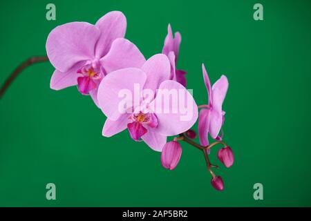 Violette Orchideen auf grünem Chroma-Schlüsselhintergrund. Nahaufnahme. Stockfoto