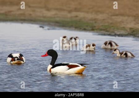 Brandente (Tadorna tadorna) männlich und weiblich mit Küken/junge Schwimmen entlang Ufer in saltmarsh/Salt Marsh Stockfoto