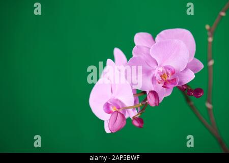 Violette Orchideen auf grünem Chroma-Schlüsselhintergrund. Nahaufnahme. Stockfoto