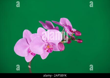 Violette Orchideen auf grünem Chroma-Schlüsselhintergrund. Nahaufnahme. Stockfoto